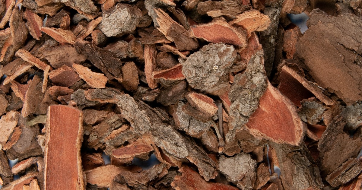 jamajčanski dren biljka