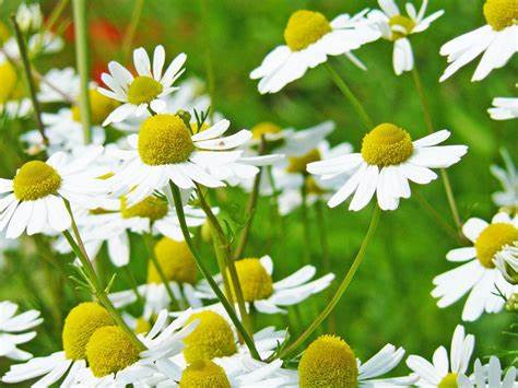 kamilica lekovita biljka